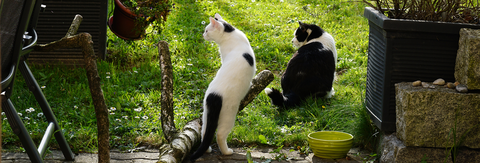 Zwei Katzen schauen nach links